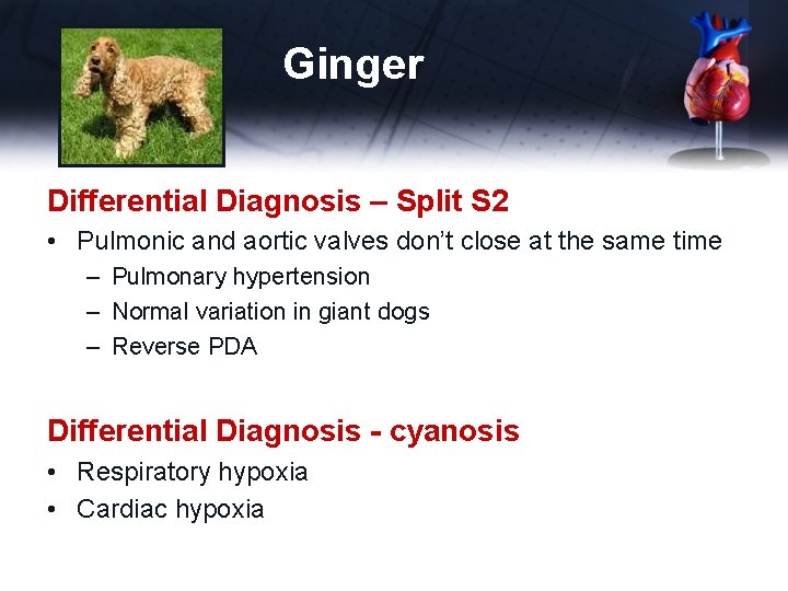 Ginger Differential Diagnosis – Split S 2 • Pulmonic and aortic valves don’t close