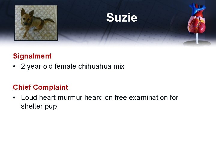 Suzie Signalment • 2 year old female chihuahua mix Chief Complaint • Loud heart