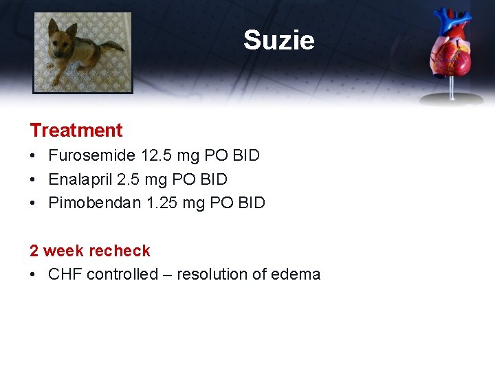 Suzie Treatment • Furosemide 12. 5 mg PO BID • Enalapril 2. 5 mg