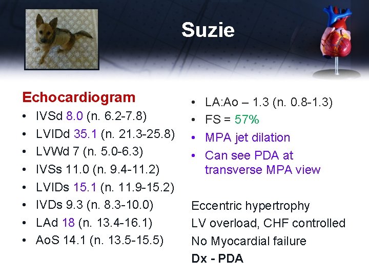 Suzie Echocardiogram • • IVSd 8. 0 (n. 6. 2 -7. 8) LVIDd 35.
