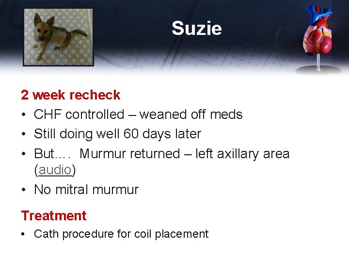 Suzie 2 week recheck • CHF controlled – weaned off meds • Still doing