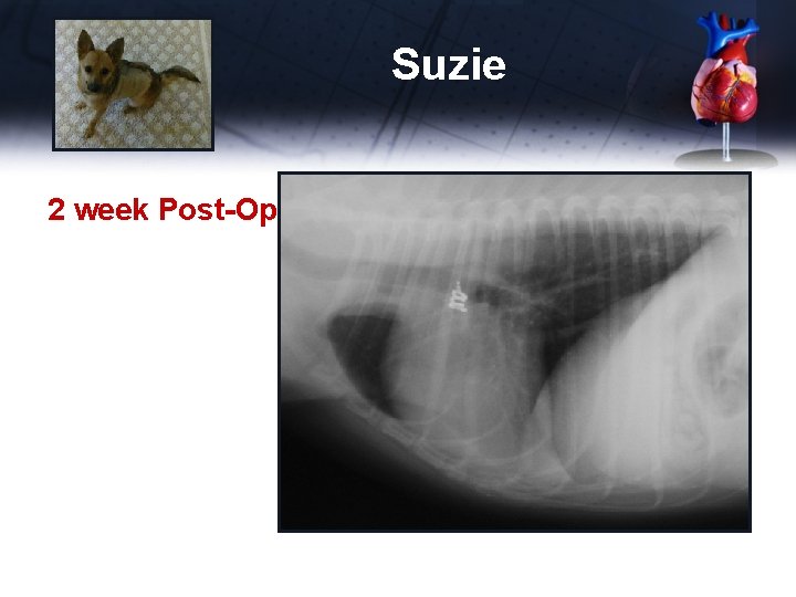 Suzie 2 week Post-Op Rads 