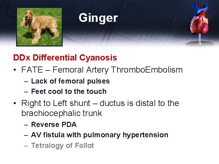 Ginger DDx Differential Cyanosis • FATE – Femoral Artery Thrombo. Embolism – Lack of