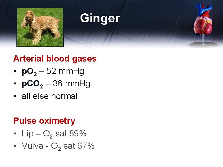 Ginger Arterial blood gases • p. O 2 – 52 mm. Hg • p.