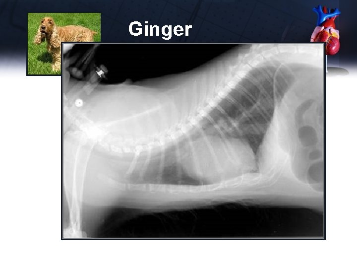 Ginger 