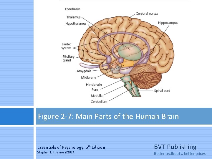 Figure 2 -7: Main Parts of the Human Brain Essentials of Psychology, 5 th