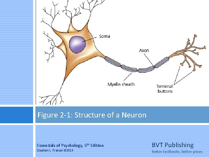 Figure 2 -1: Structure of a Neuron Essentials of Psychology, 5 th Edition Stephen