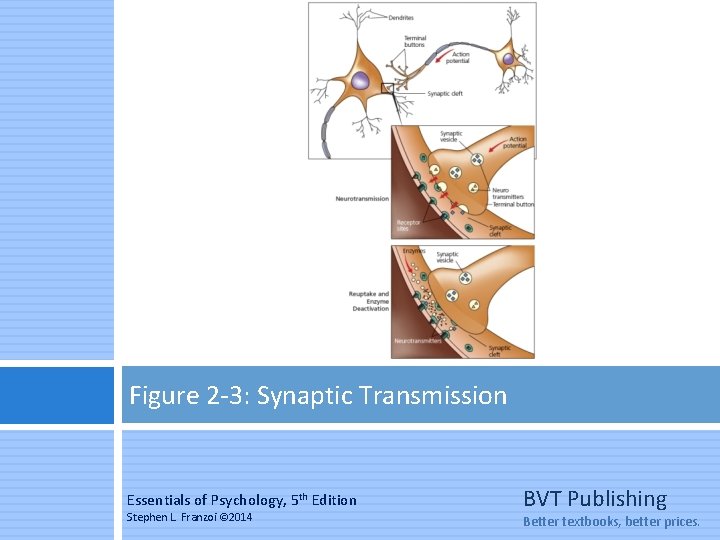 Figure 2 -3: Synaptic Transmission Essentials of Psychology, 5 th Edition Stephen L. Franzoi