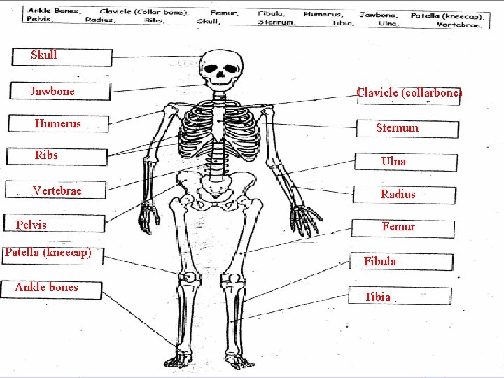 The Human Endoskeleton Skull Jawbone Humerus Ribs Vertebrae Pelvis Patella (kneecap) Ankle bones Clavicle