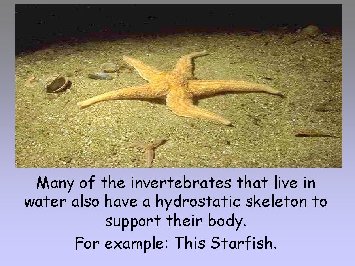 Many of the invertebrates that live in water also have a hydrostatic skeleton to