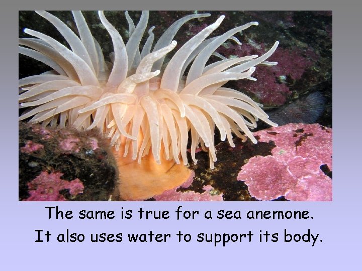 The same is true for a sea anemone. It also uses water to support