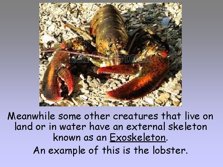 Meanwhile some other creatures that live on land or in water have an external