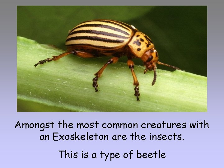 Amongst the most common creatures with an Exoskeleton are the insects. This is a