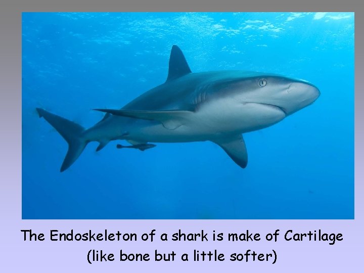 The Endoskeleton of a shark is make of Cartilage (like bone but a little