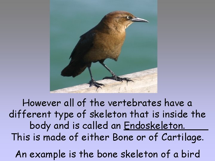 However all of the vertebrates have a different type of skeleton that is inside