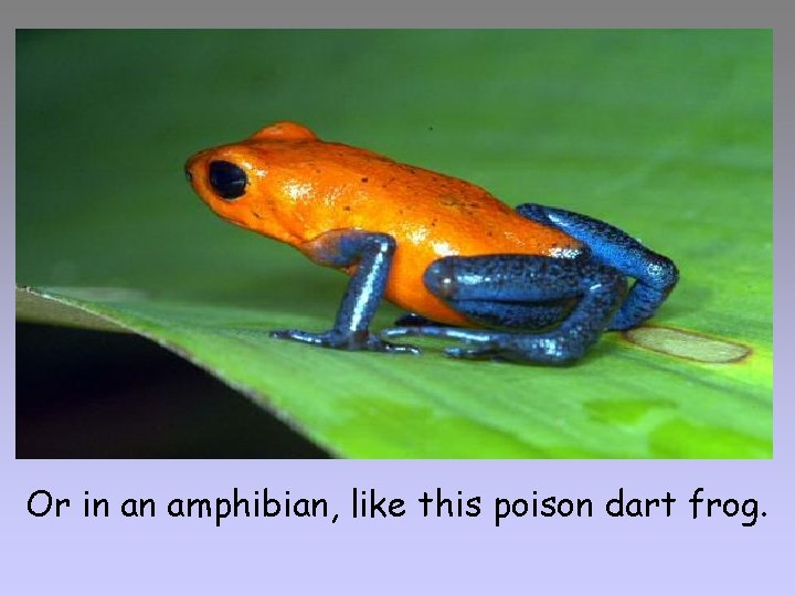 Or in an amphibian, like this poison dart frog. 