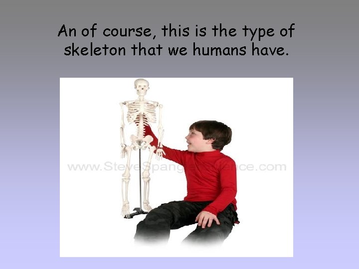 An of course, this is the type of skeleton that we humans have. 