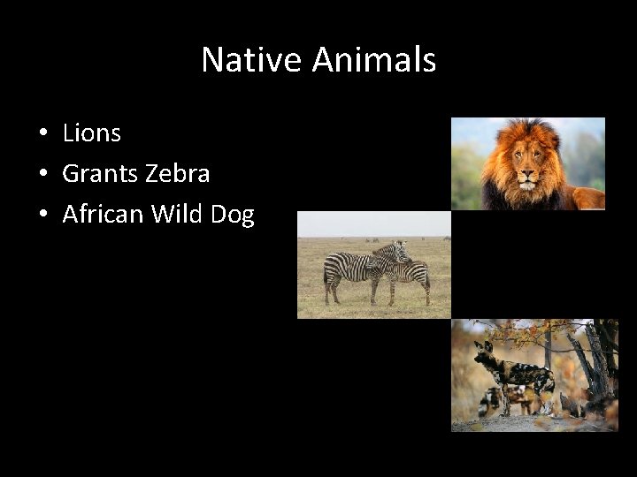 Native Animals • Lions • Grants Zebra • African Wild Dog 