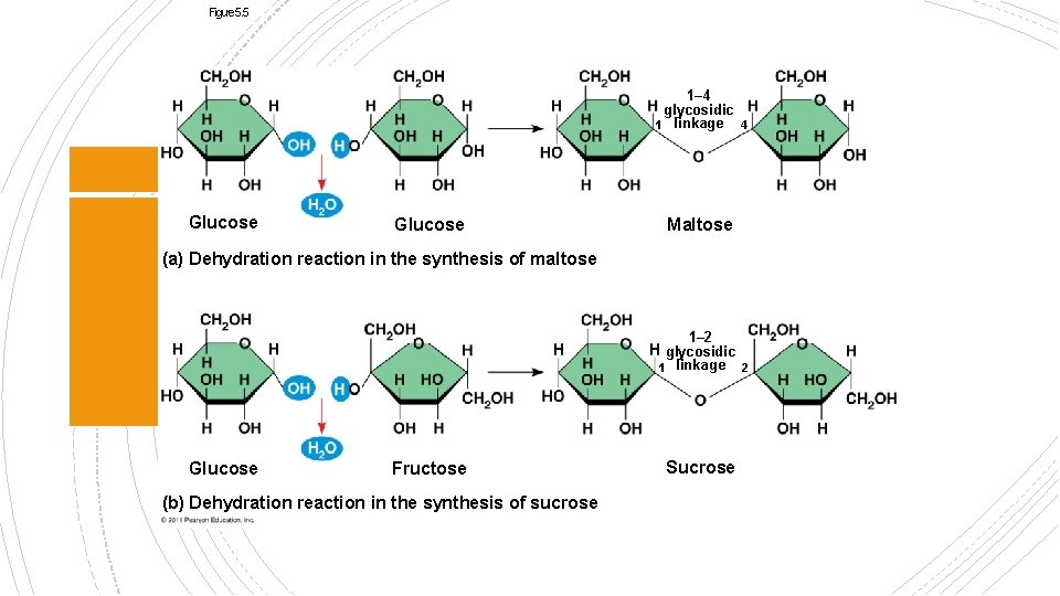 Figure 5. 5 1– 4 glycosidic 1 linkage 4 Glucose Maltose (a) Dehydration reaction