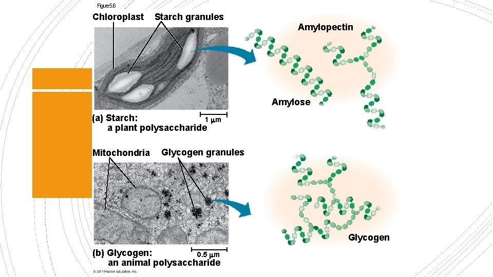 Figure 5. 6 Chloroplast Starch granules Amylopectin Amylose (a) Starch: 1 m a plant