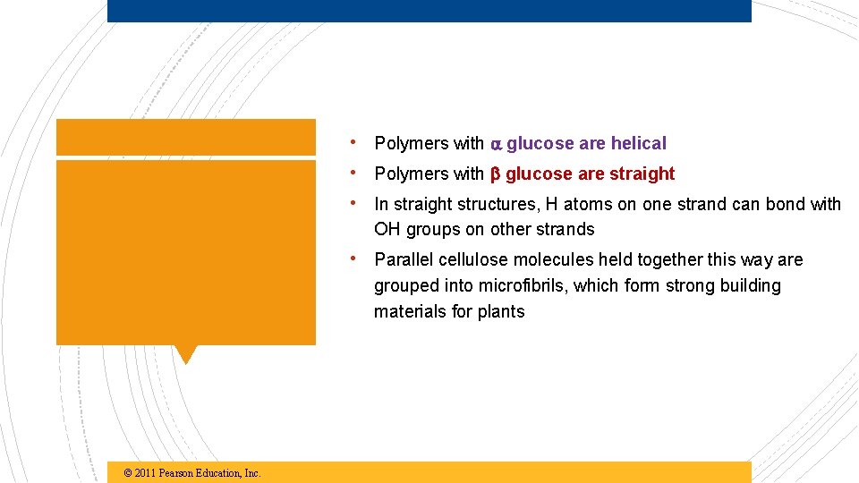  • Polymers with glucose are helical • Polymers with glucose are straight •