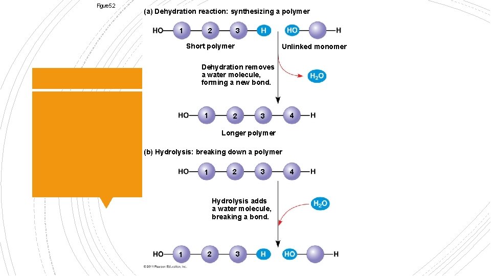 Figure 5. 2 (a) Dehydration reaction: synthesizing a polymer 1 2 3 Short polymer