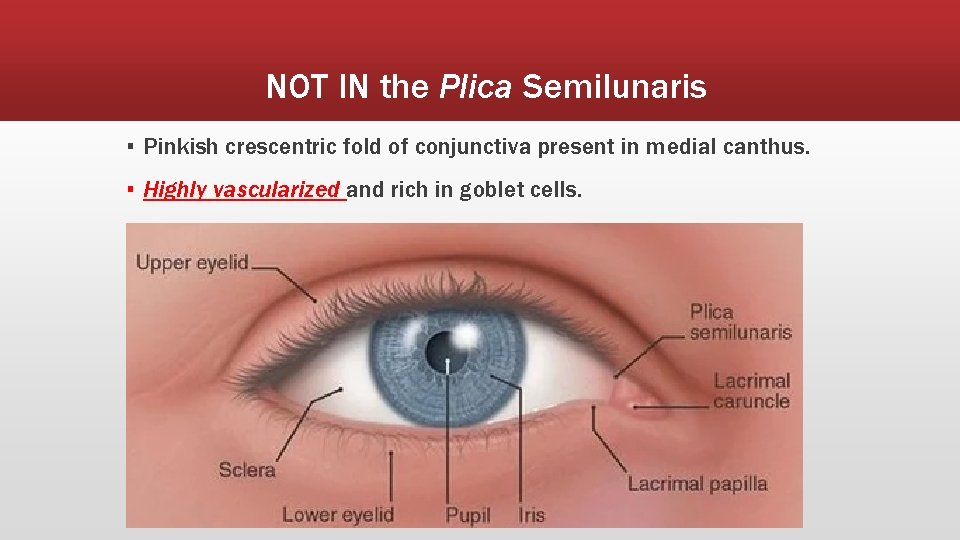 NOT IN the Plica Semilunaris ▪ Pinkish crescentric fold of conjunctiva present in medial
