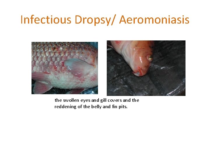Infectious Dropsy/ Aeromoniasis the swollen eyes and gill covers and the reddening of the