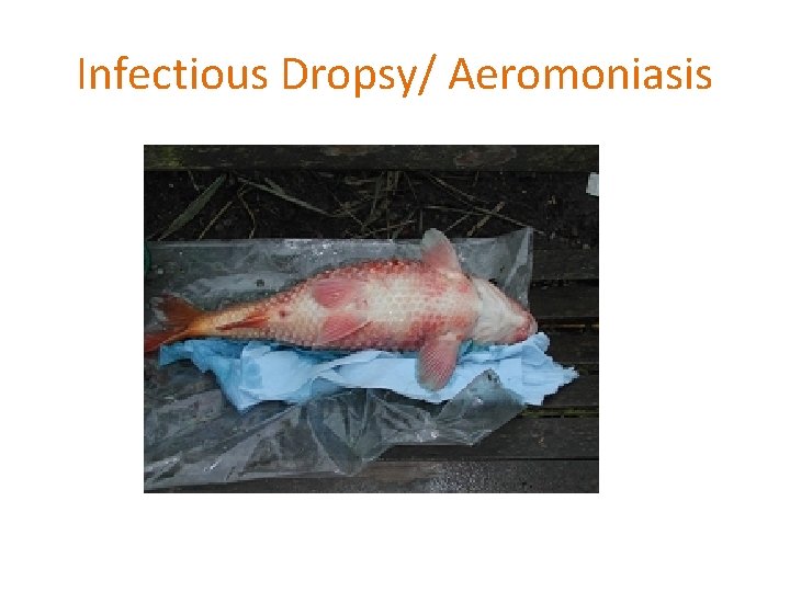 Infectious Dropsy/ Aeromoniasis 