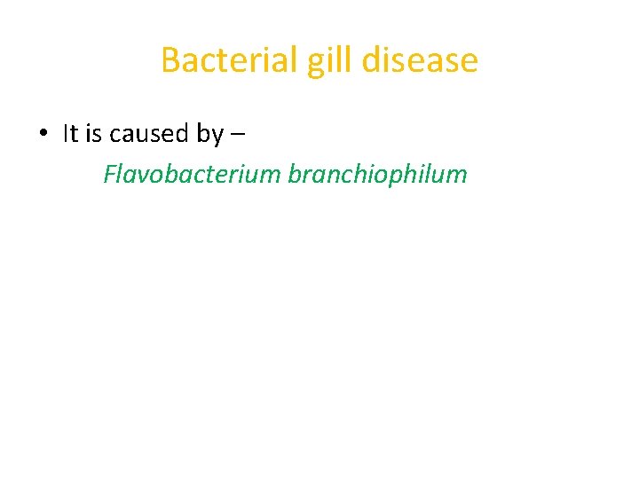 Bacterial gill disease • It is caused by – Flavobacterium branchiophilum 