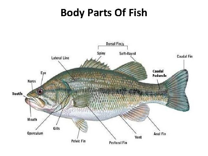 Body Parts Of Fish 