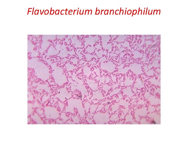Flavobacterium branchiophilum 