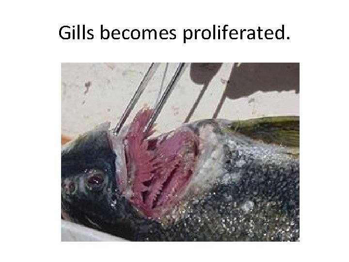 Gills becomes proliferated. 