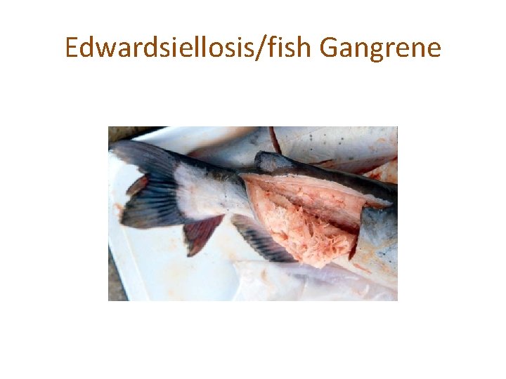 Edwardsiellosis/fish Gangrene 