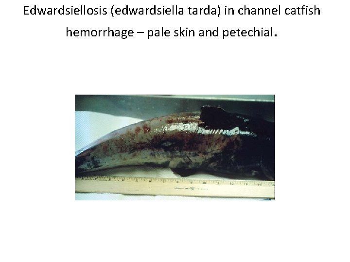 Edwardsiellosis (edwardsiella tarda) in channel catfish hemorrhage – pale skin and petechial. 