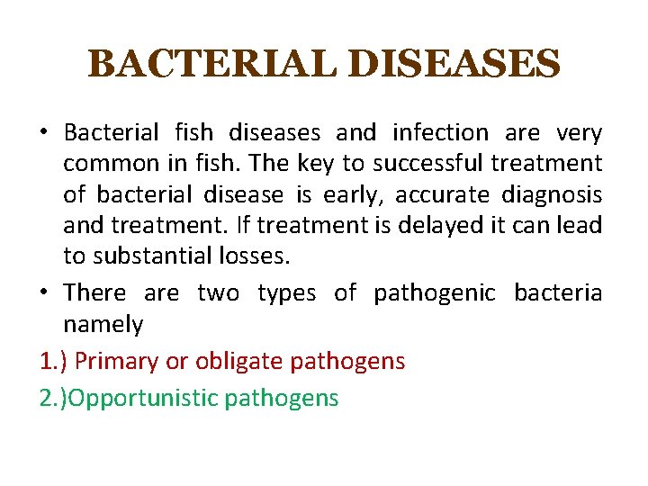 BACTERIAL DISEASES • Bacterial fish diseases and infection are very common in fish. The