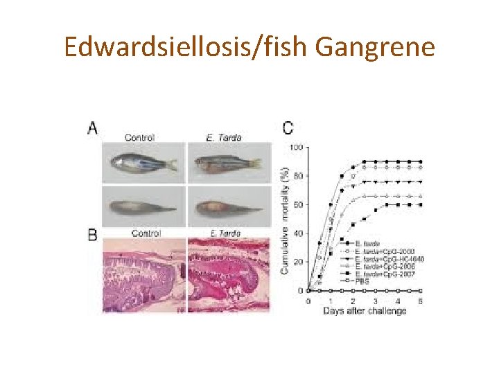 Edwardsiellosis/fish Gangrene 