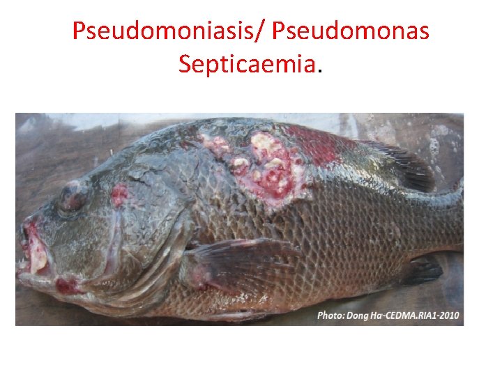 Pseudomoniasis/ Pseudomonas Septicaemia. 