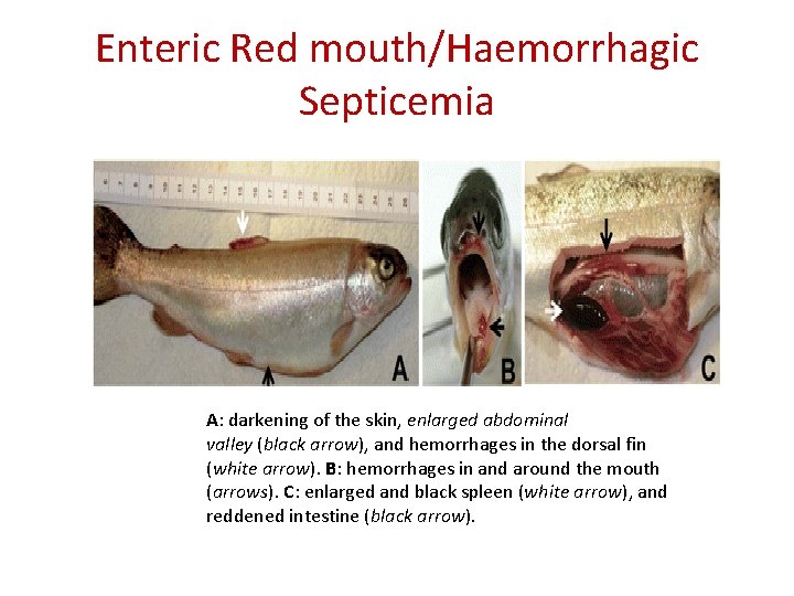 Enteric Red mouth/Haemorrhagic Septicemia A: darkening of the skin, enlarged abdominal valley (black arrow),
