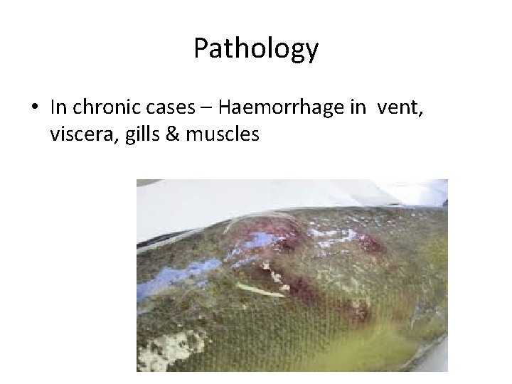 Pathology • In chronic cases – Haemorrhage in vent, viscera, gills & muscles 