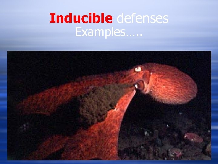 Inducible defenses Examples…. . 