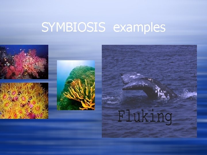SYMBIOSIS examples 