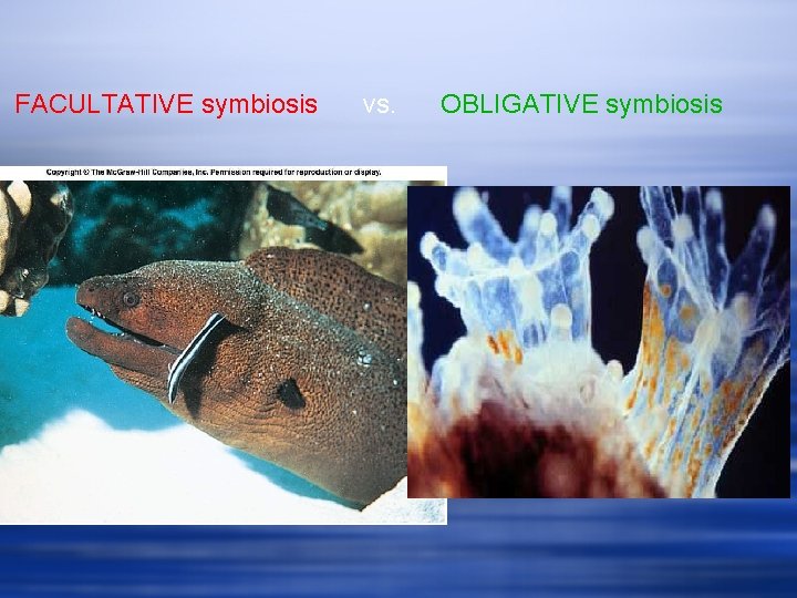 FACULTATIVE symbiosis vs. OBLIGATIVE symbiosis 