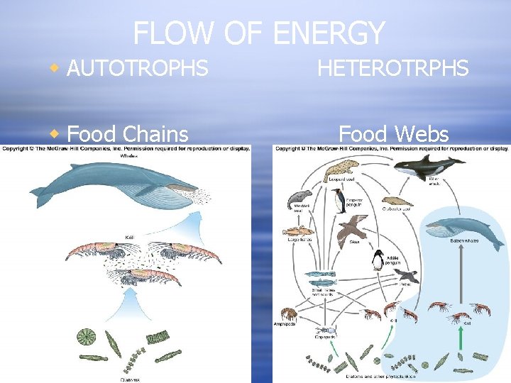 FLOW OF ENERGY w AUTOTROPHS w Food Chains HETEROTRPHS Food Webs 