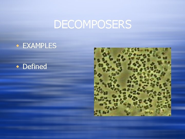 DECOMPOSERS w EXAMPLES w Defined 