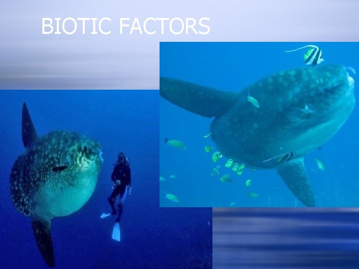 BIOTIC FACTORS 