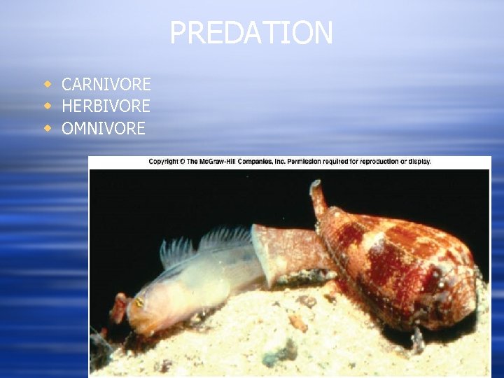 PREDATION w CARNIVORE w HERBIVORE w OMNIVORE 