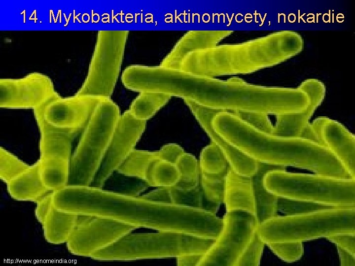 14. Mykobakteria, aktinomycety, nokardie http: //www. genomeindia. org 