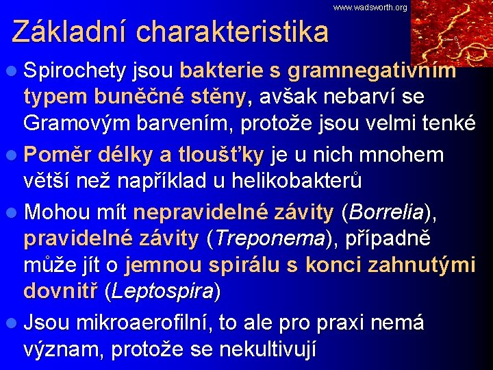 www. wadsworth. org Základní charakteristika l Spirochety jsou bakterie s gramnegativním typem buněčné stěny,