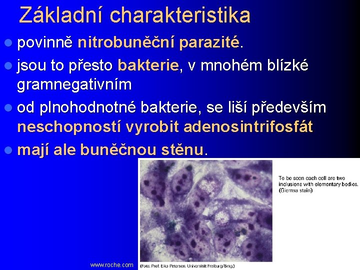 Základní charakteristika l povinně nitrobuněční parazité. l jsou to přesto bakterie, v mnohém blízké